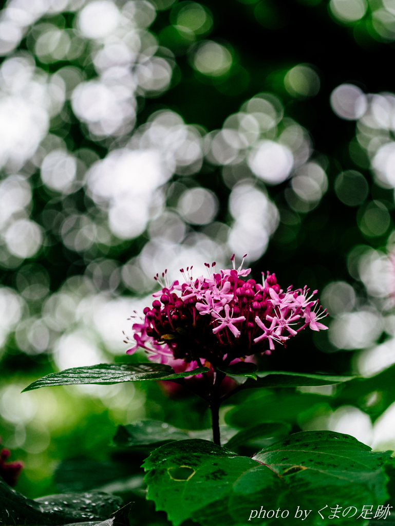 まじかるシャワー