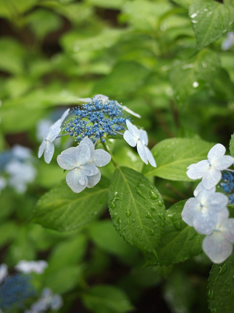 Rainy Day ⅩⅩⅠ