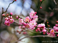 ゆくぞ!!：OLY 45mm F1.8