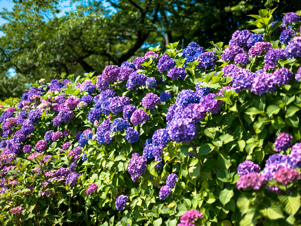 宝石をちりばめて