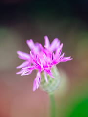 やさしさという棘