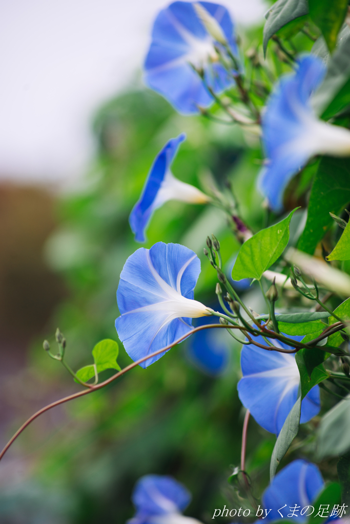 11月の朝顔