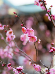 待ち遠しい：SIGMA 30mm F1.4