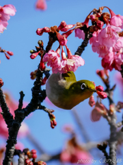 待てません