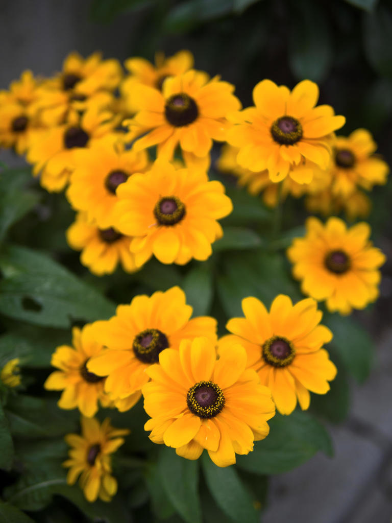道々の花