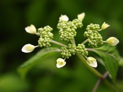 過ぎし5月を愛でる Ⅲ