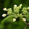 過ぎし5月を愛でる Ⅲ