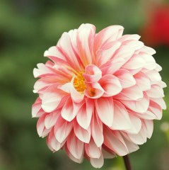 秋宴 ～ｼｭｳｴﾝ～ ⅡⅩ