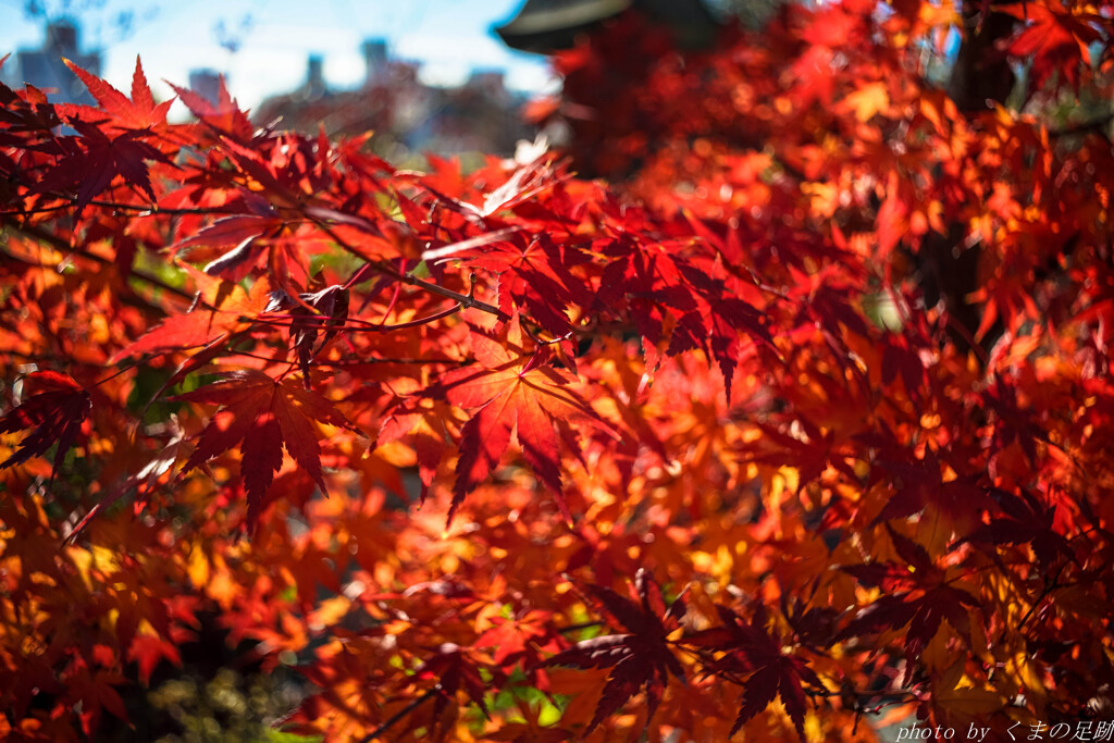 炎紅葉