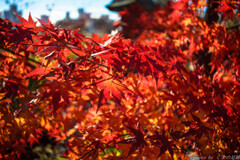 炎紅葉