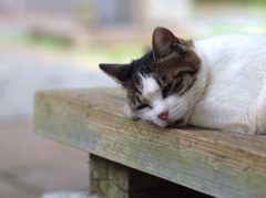 残暑にへたる