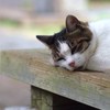 残暑にへたる