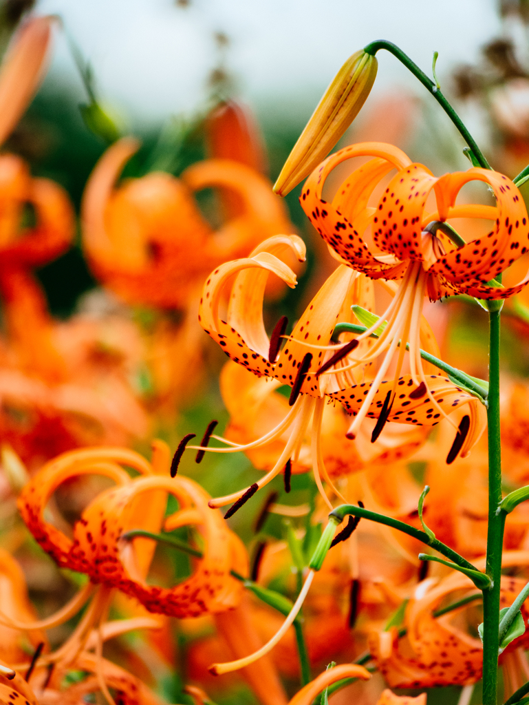 オーディション