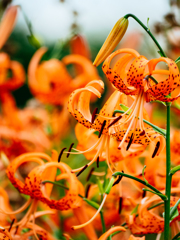 オーディション