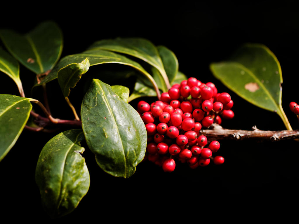 紅何点？