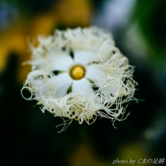 細麺バリかたで