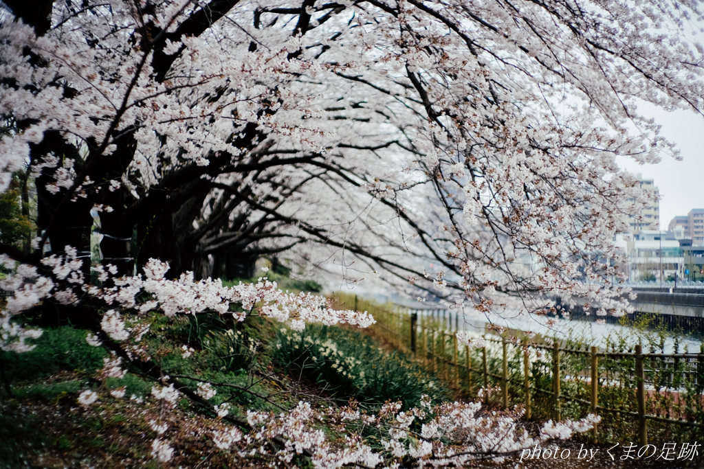 花波