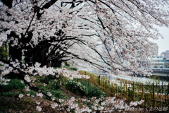 花波