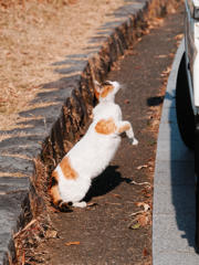 にゃんぶれむ