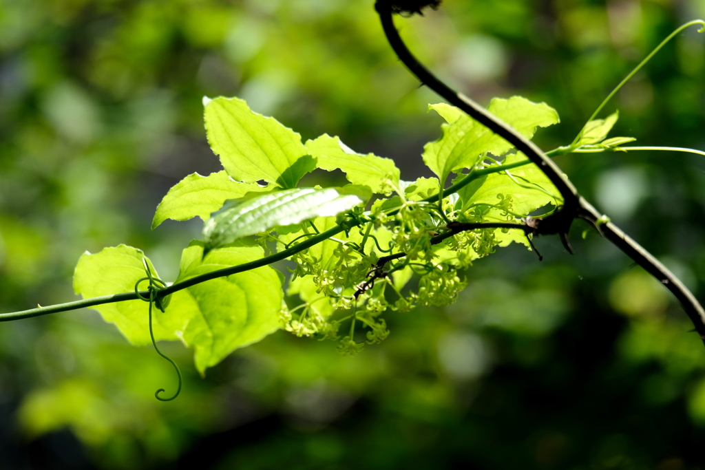 不思議な花盛り