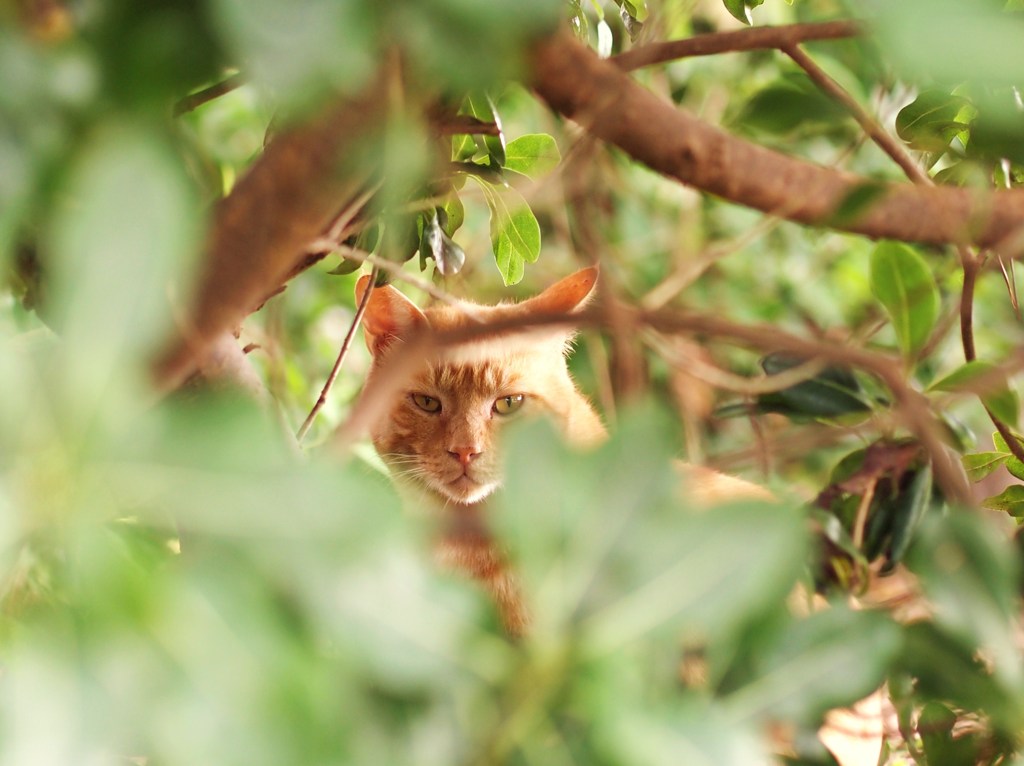 WILD DARO!!