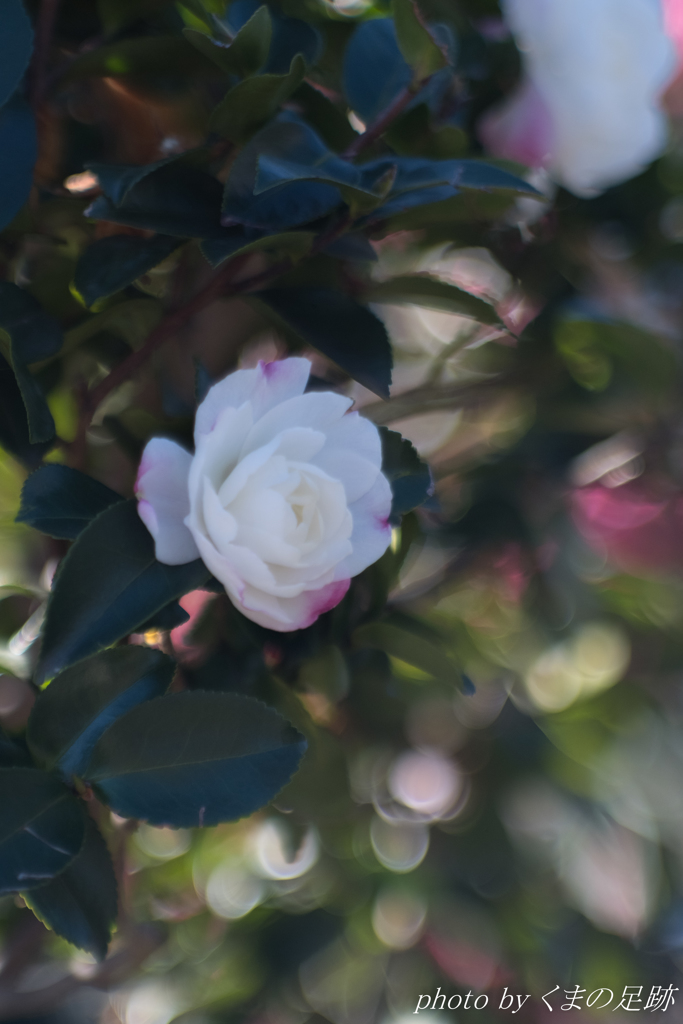 クリスマスツリーが消える頃には