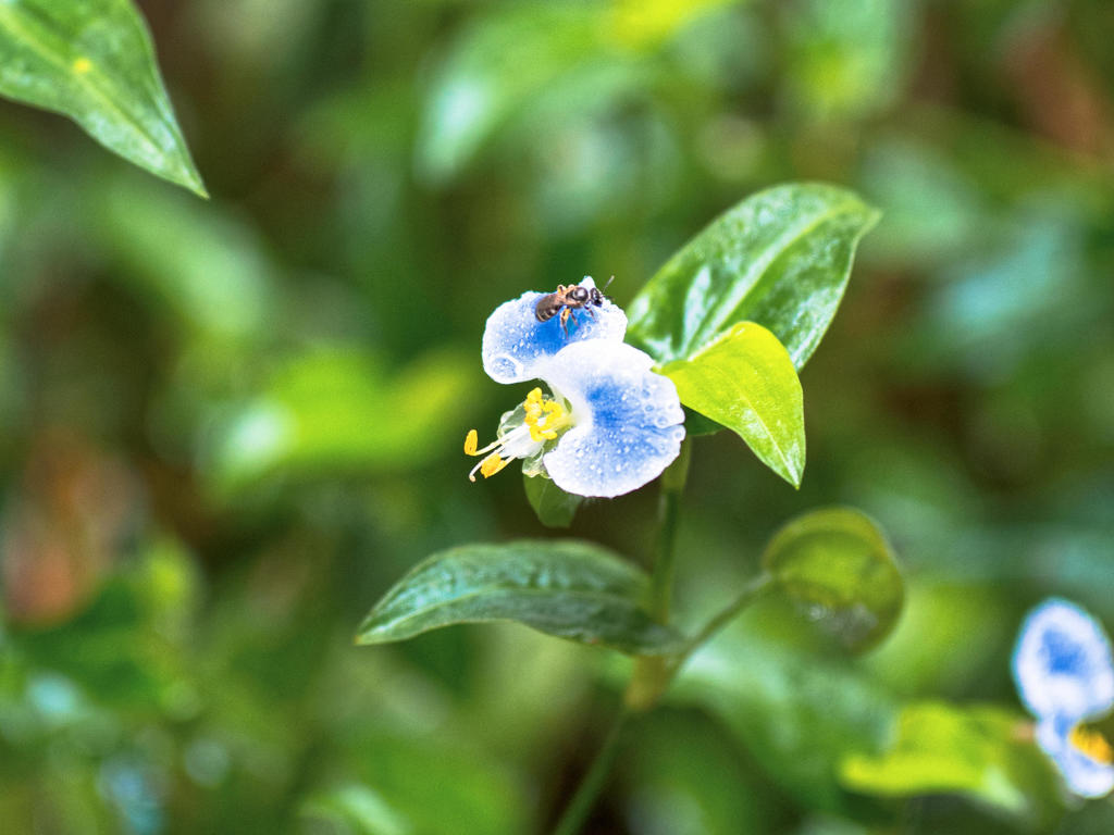 めがねつゆくさ