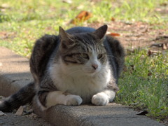 朝のひととき