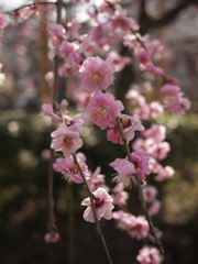 ふくよかに春香る