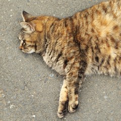 初夏のひととき Ⅴ