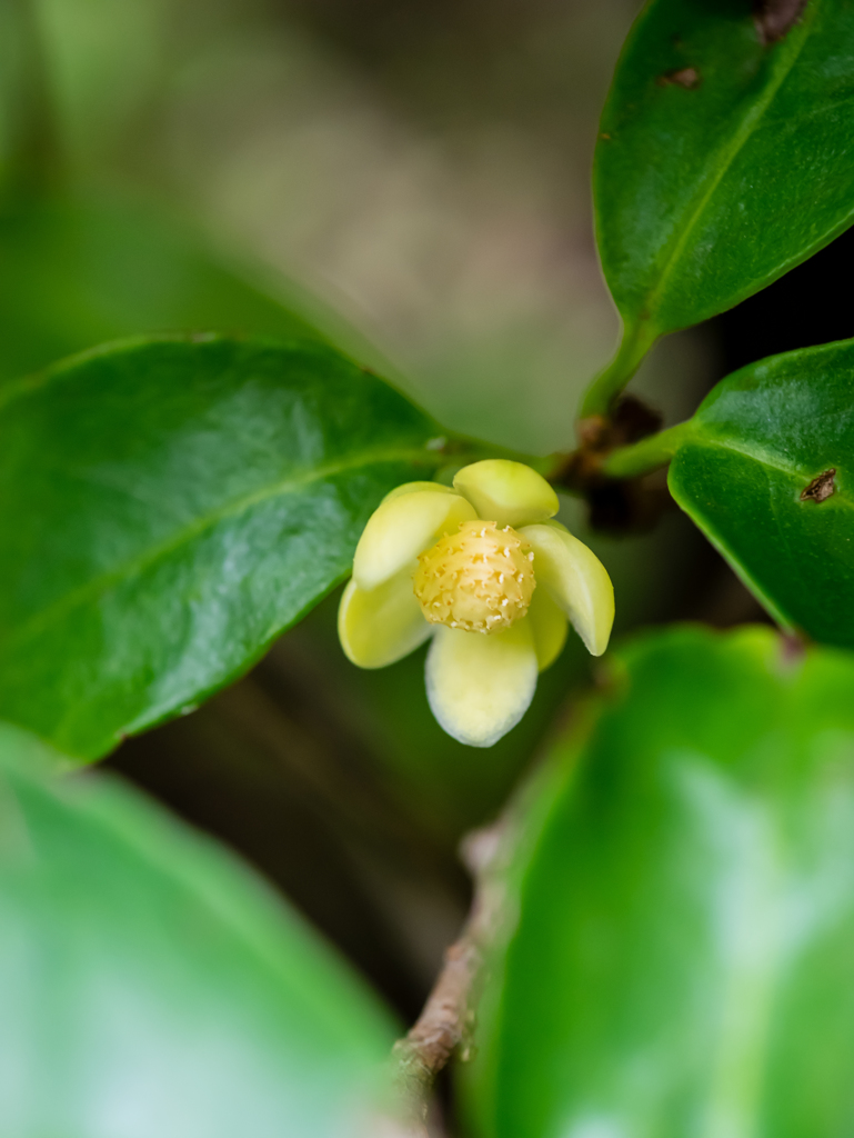 ちょっとおいしそうだったり