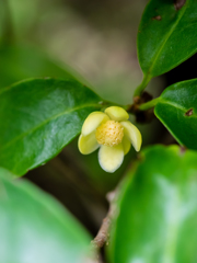 ちょっとおいしそうだったり