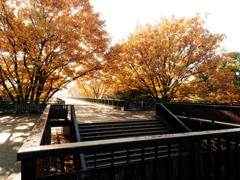 朝もやにつつまれた公園で♪♪