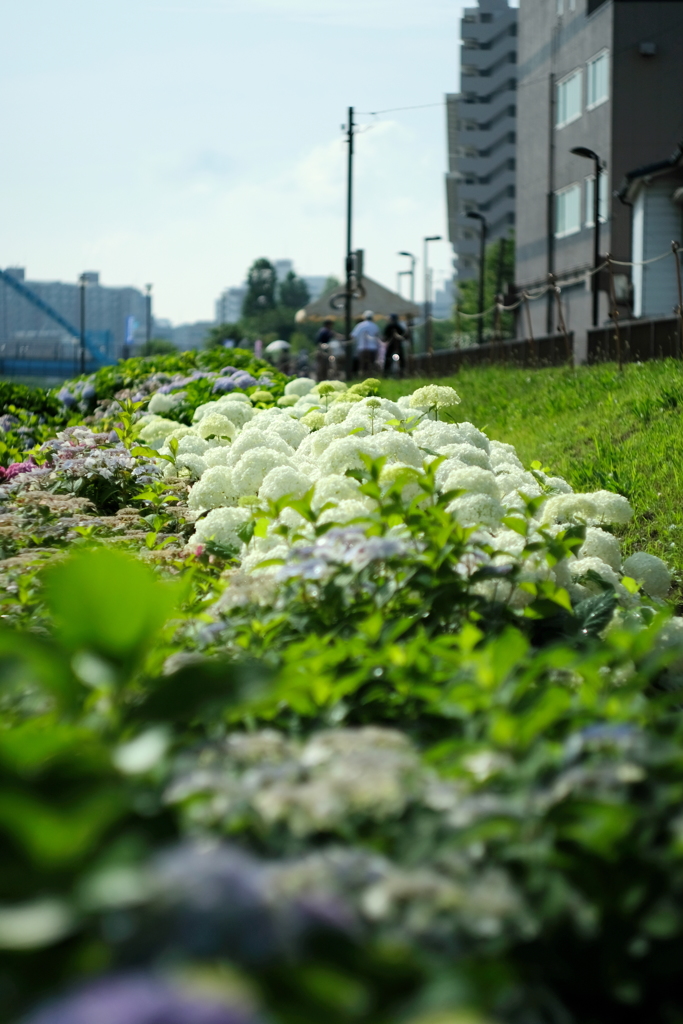 あじさい祭りの朝