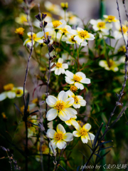 かわいさは強さ