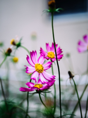 空にあこがれて 空にあこがれて