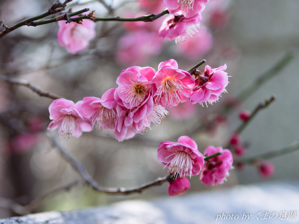 誘われます：SIGMA 30mm F1.4