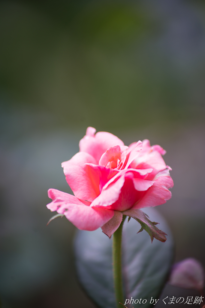 シンプルライフ