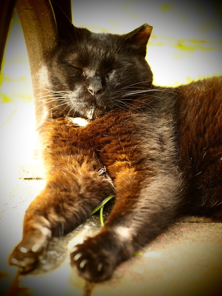 Ｚｚｚｚ・・・。