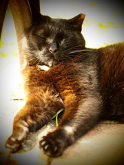 Ｚｚｚｚ・・・。