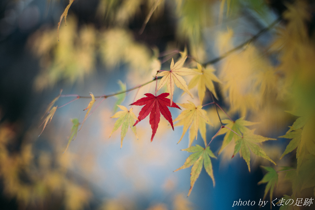 紅緋葉