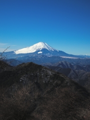 枯れ山に華