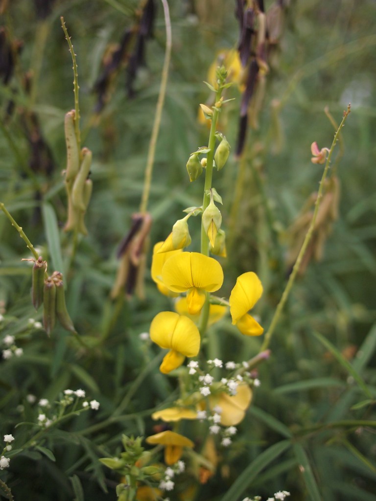 ひそやかに秋を楽しむ ⅢⅩⅤ