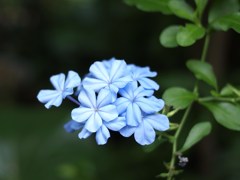 夏彩 ⅩⅩⅤ