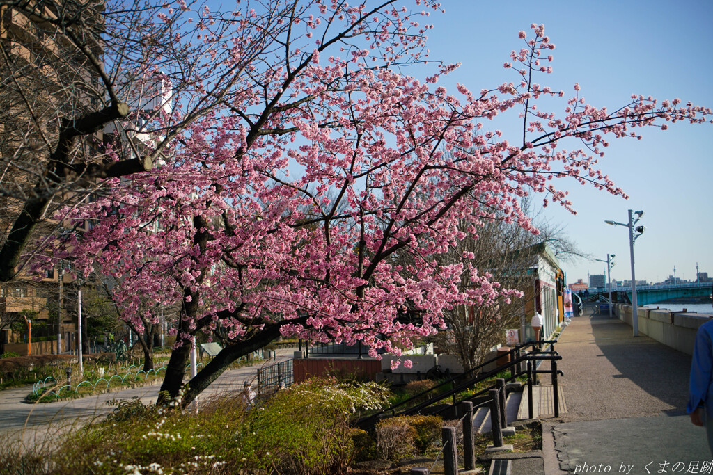 大川の桜