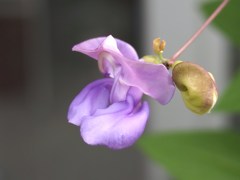夏彩 ⅩⅩⅩⅠ