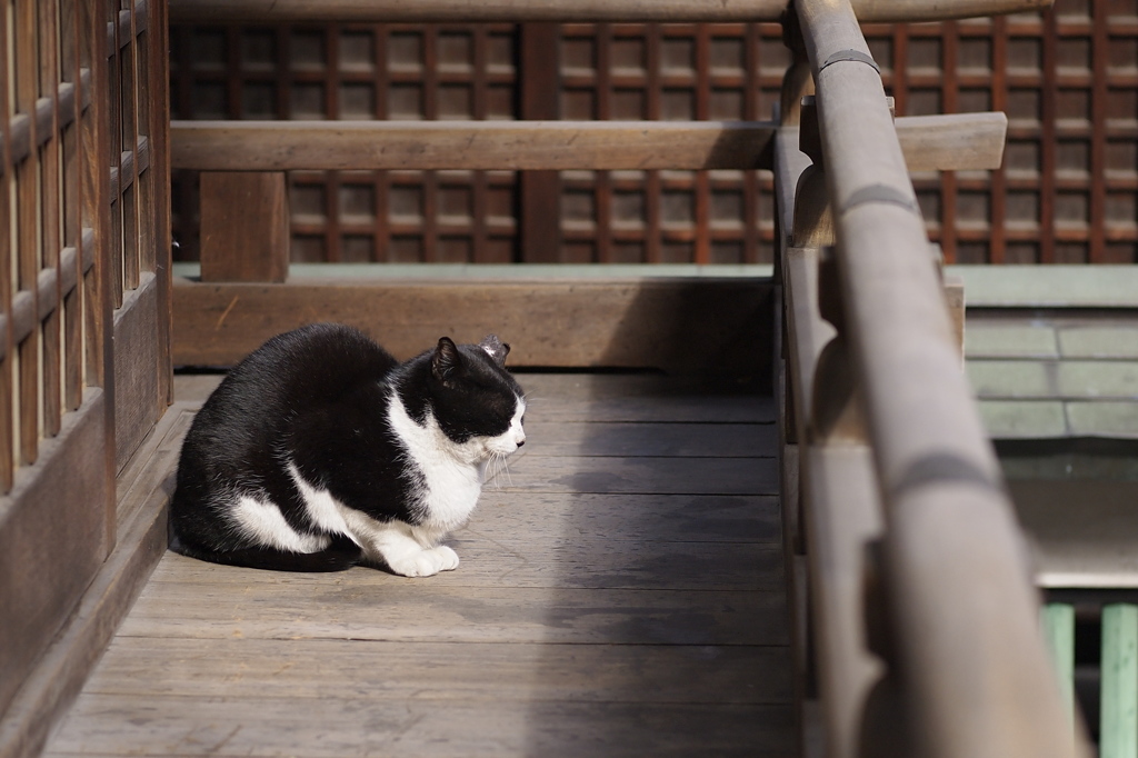 にゃ禅