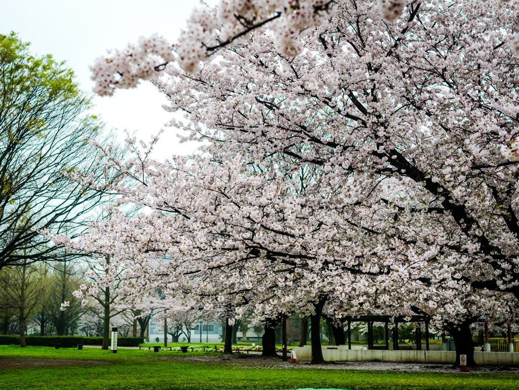 a lot of Sakura