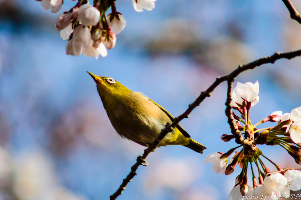 震える換算630ｍｍ