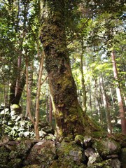 京都補完計画 其ノ捌